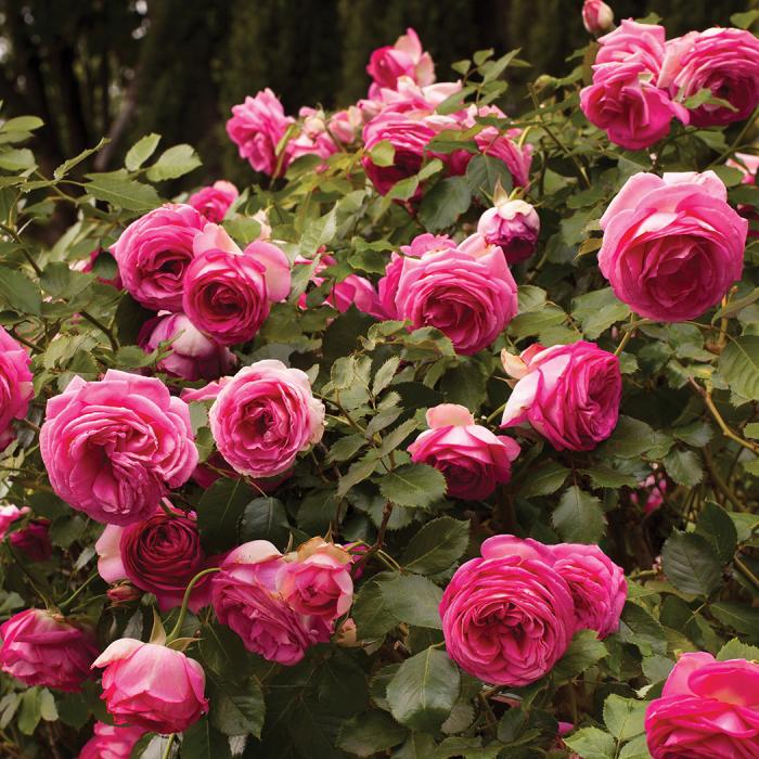 Rosa Climbing Pretty In Pink Eden - View 8 from www redcrocus com