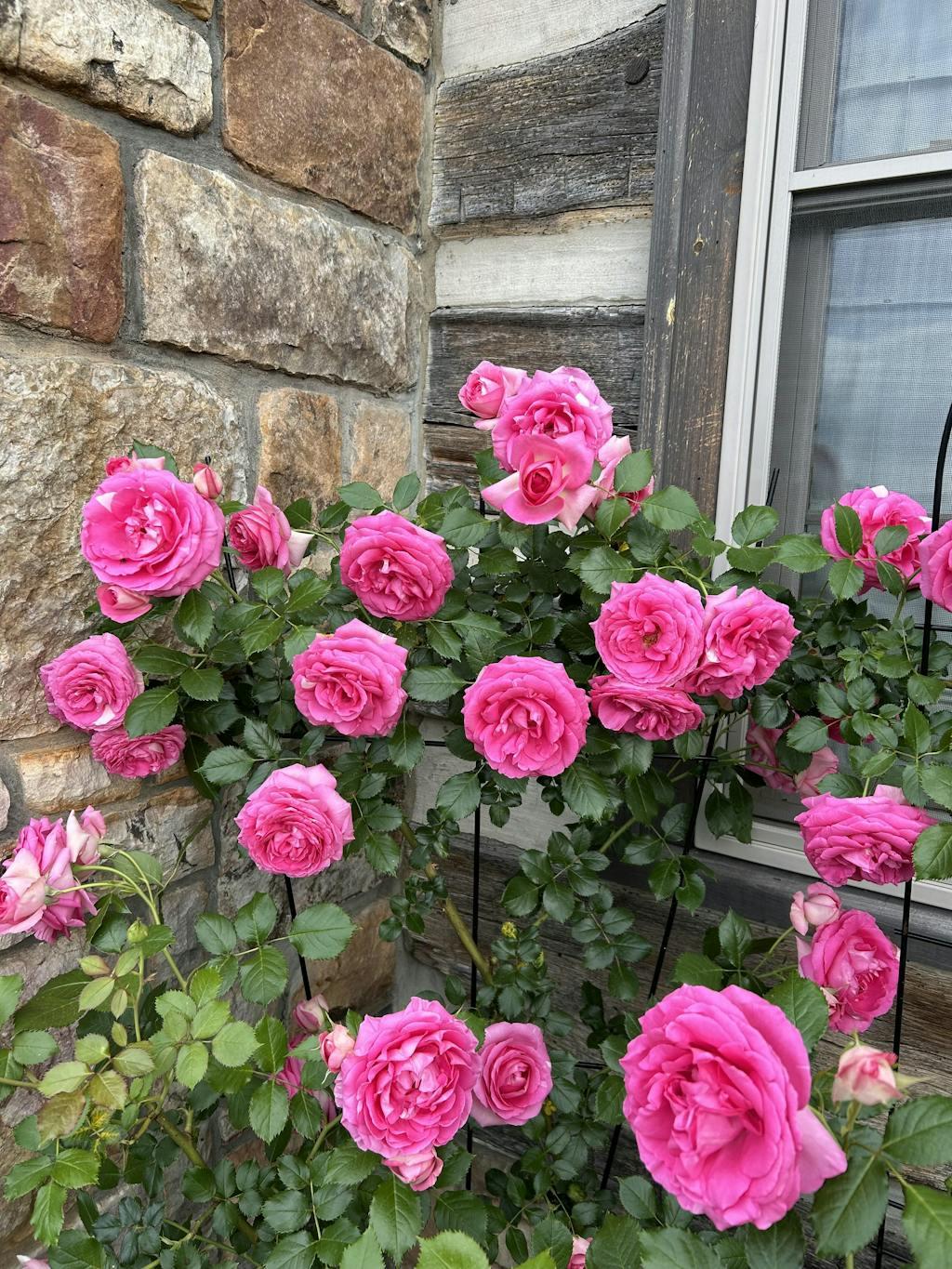 Rosa Climbing Pretty In Pink Eden - View 9 from www redcrocus com