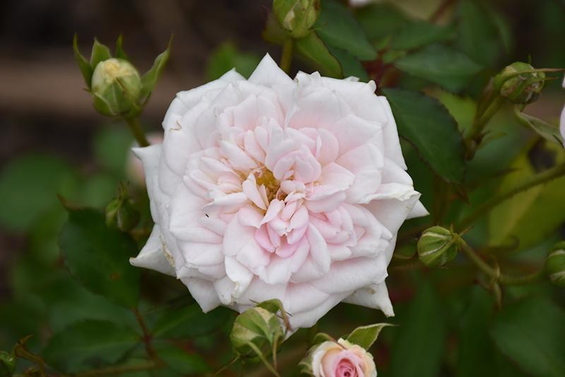 Rosa Landscape White Drift - View 10 from www redcrocus com