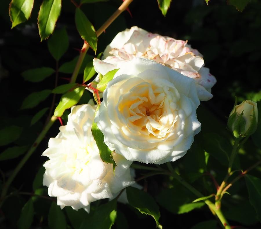 Rosa Landscape White Drift - View 13 from www redcrocus com