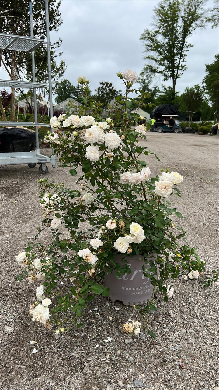 Rosa Landscape White Drift - View 16 from www redcrocus com