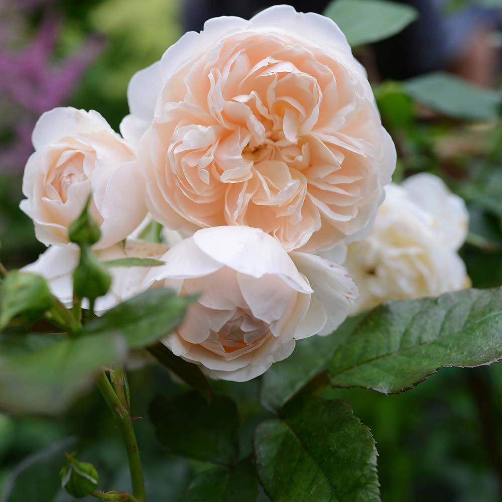 Rosa David Austin Lichfield Angel - View 15 from www redcrocus com