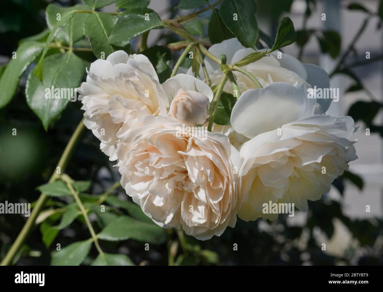 Rosa David Austin Lichfield Angel - View 17 from www redcrocus com