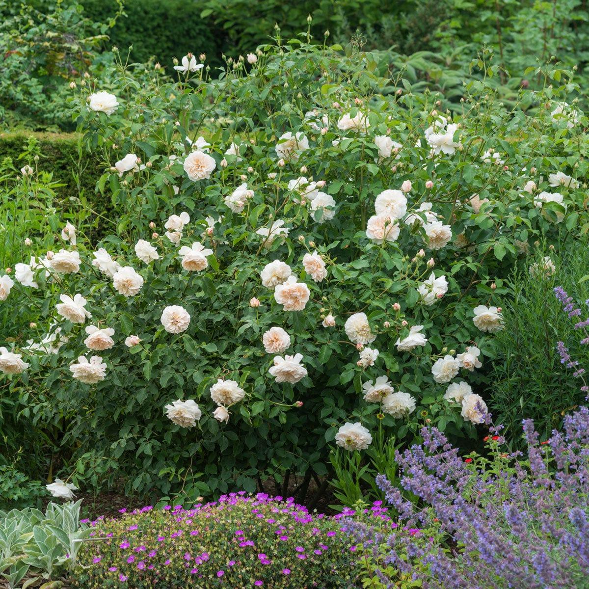 Rosa David Austin Lichfield Angel - View 3 from www redcrocus com