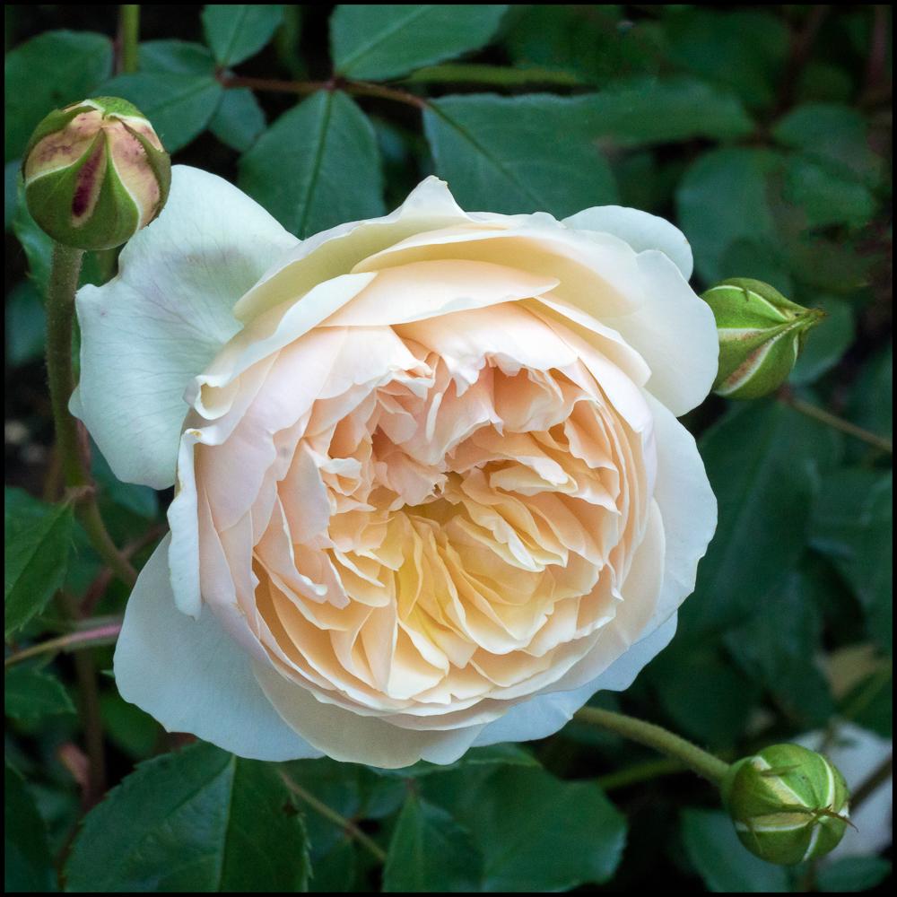 Rosa David Austin Lichfield Angel - View 4 from www redcrocus com