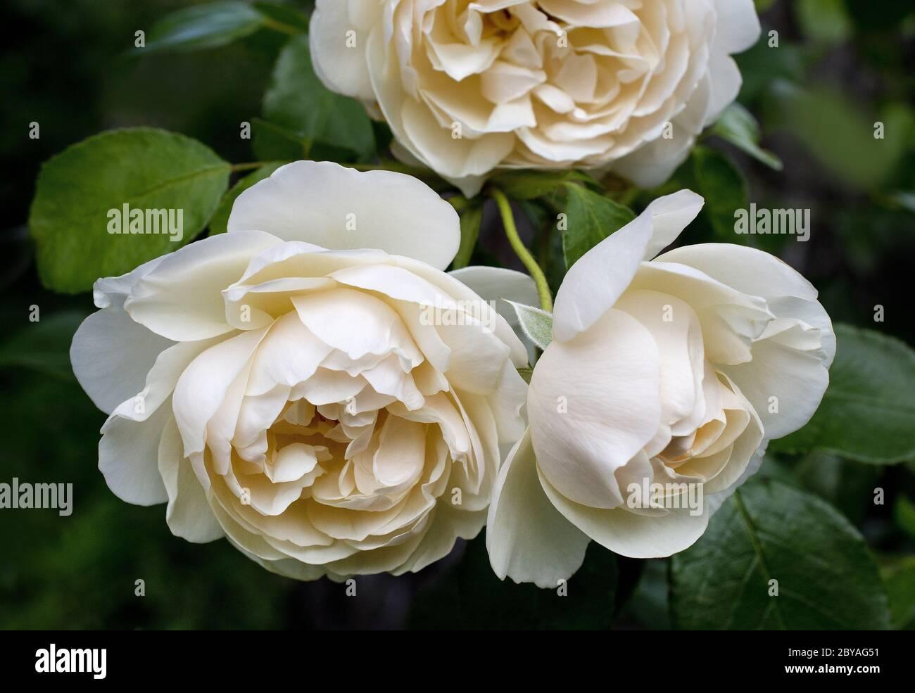 Rosa David Austin Lichfield Angel - View 7 from www redcrocus com