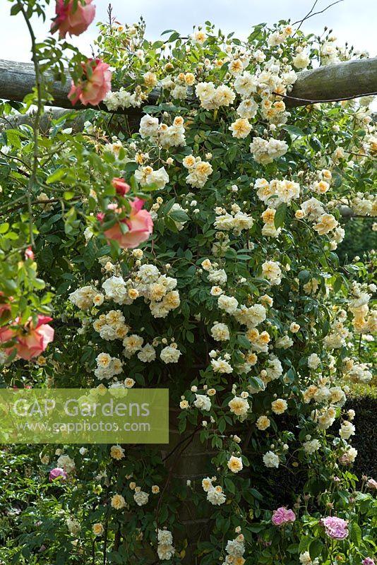 Rosa David Austin Lichfield Angel - View 9 from www redcrocus com