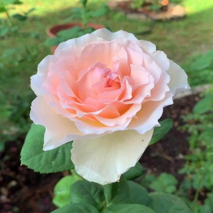 Rosa Hybrid Tea Princesse Charlene De Monaco - View 10 from www redcrocus com