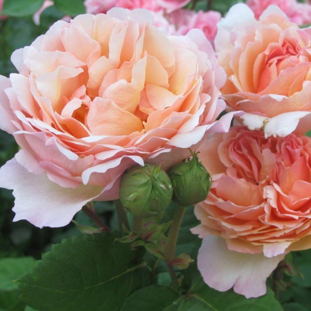 Rosa Hybrid Tea Princesse Charlene De Monaco - View 11 from www redcrocus com
