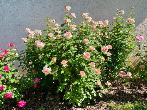 Rosa Hybrid Tea Princesse Charlene De Monaco - View 12 from www redcrocus com