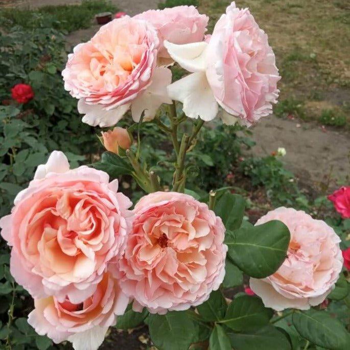 Rosa Hybrid Tea Princesse Charlene De Monaco - View 13 from www redcrocus com