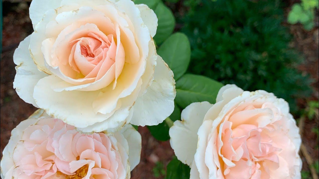 Rosa Hybrid Tea Princesse Charlene De Monaco - View 14 from www redcrocus com