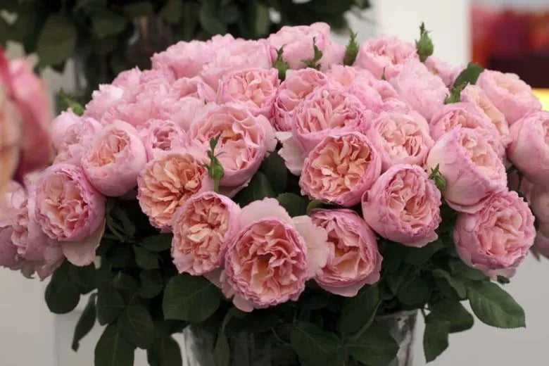 Rosa Hybrid Tea Princesse Charlene De Monaco - View 16 from www redcrocus com