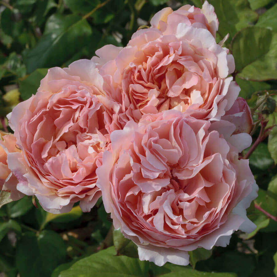 Rosa Hybrid Tea Princesse Charlene De Monaco - View 18 from www redcrocus com