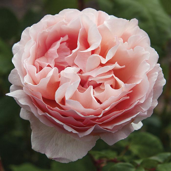 Rosa Hybrid Tea Princesse Charlene De Monaco - View 2 from www redcrocus com