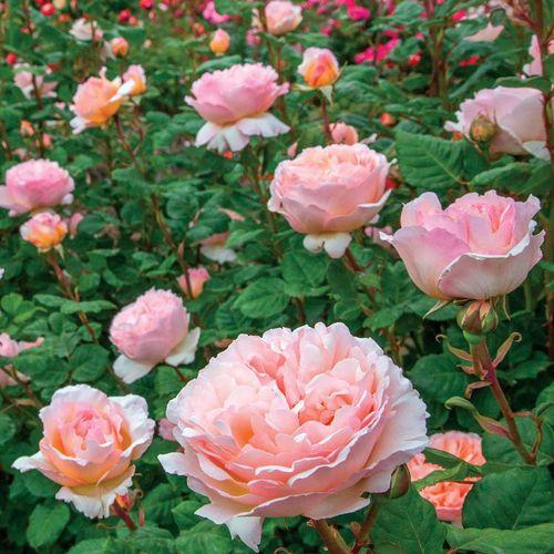 Rosa Hybrid Tea Princesse Charlene De Monaco - View 3 from www redcrocus com