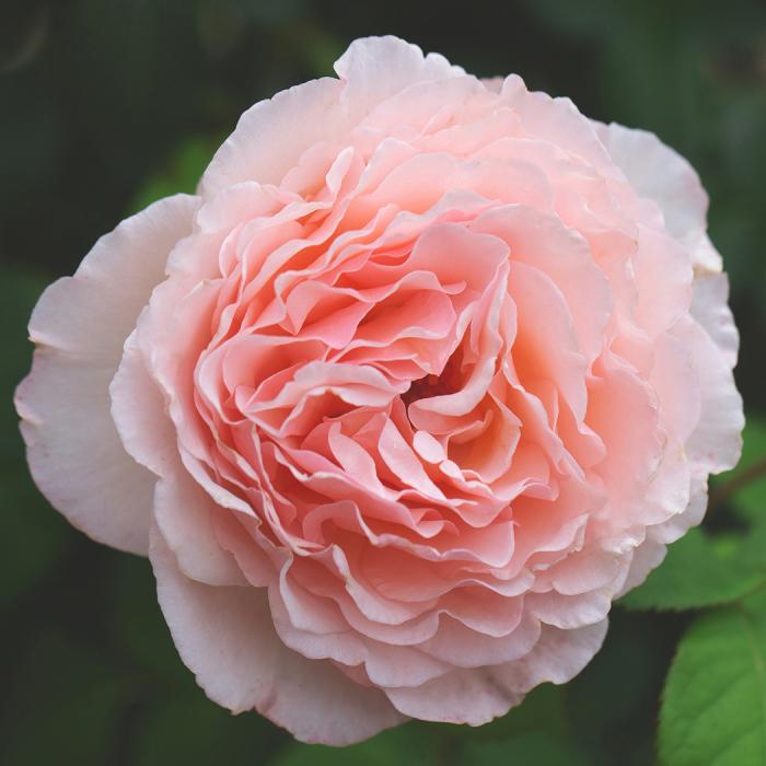 Rosa Hybrid Tea Princesse Charlene De Monaco - View 4 from www redcrocus com