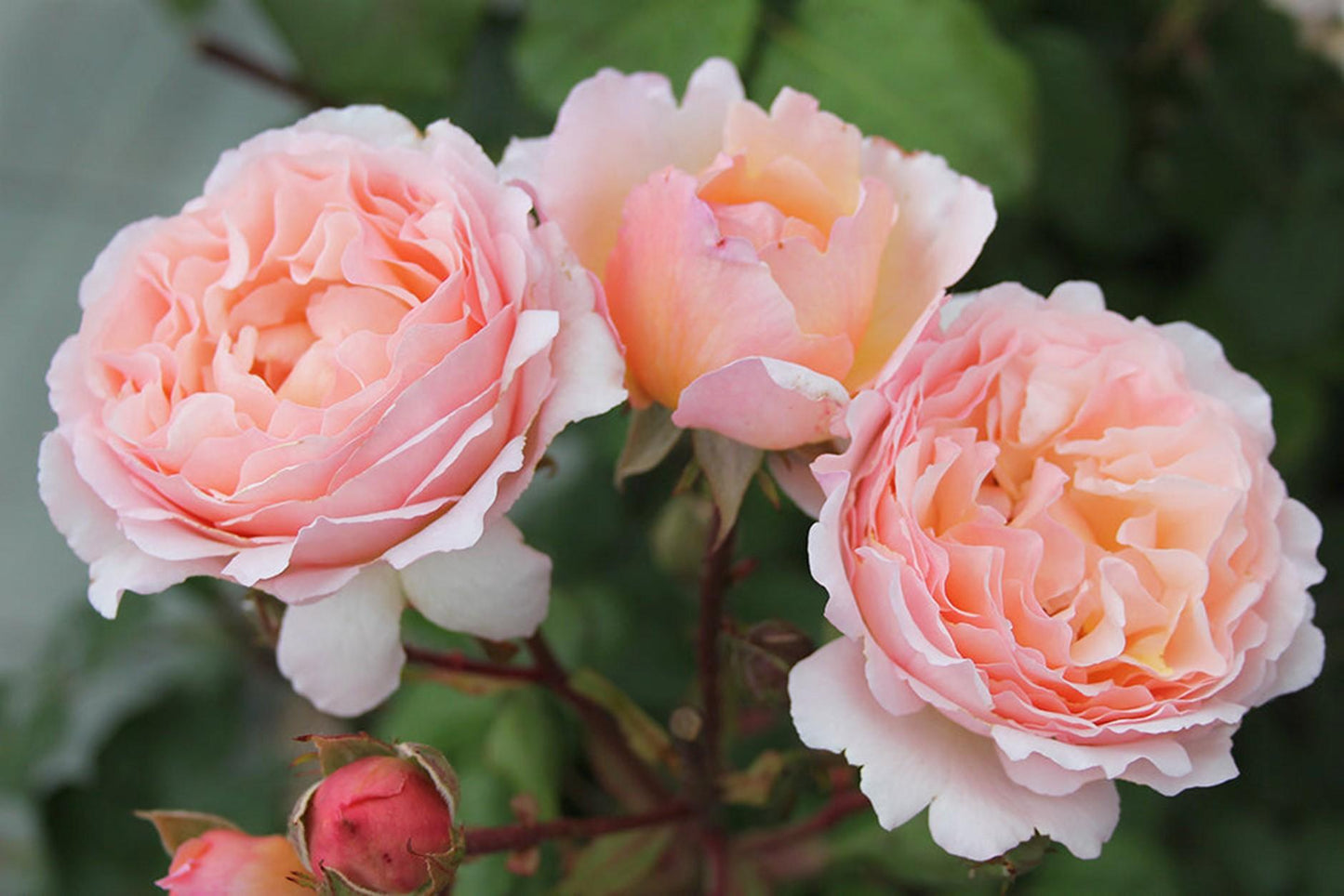 Rosa Hybrid Tea Princesse Charlene De Monaco - View 5 from www redcrocus com
