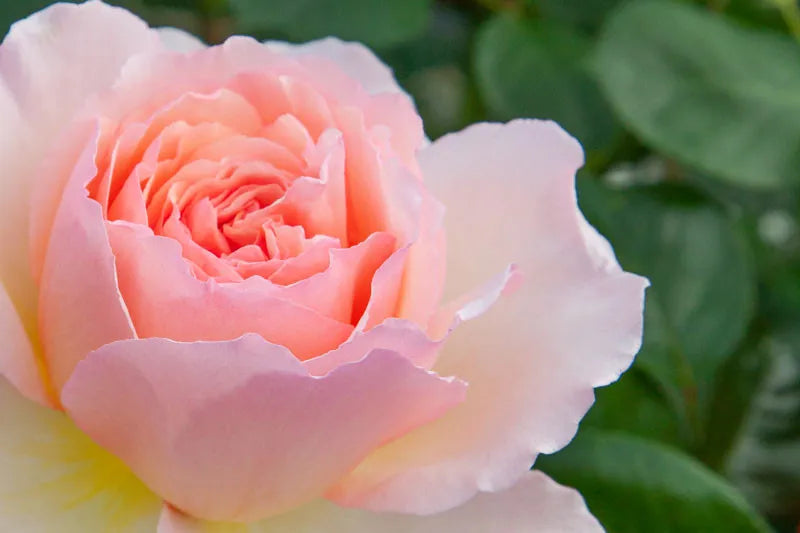 Rosa Hybrid Tea Princesse Charlene De Monaco - View 6 from www redcrocus com