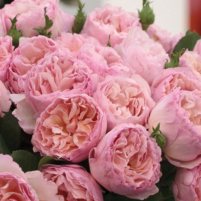 Rosa Hybrid Tea Princesse Charlene De Monaco - View 7 from www redcrocus com