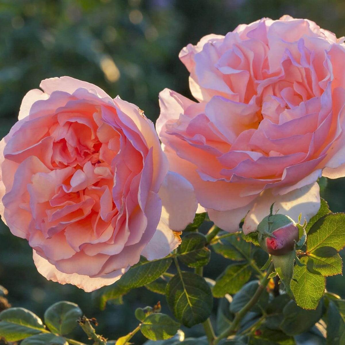 Rosa Hybrid Tea Princesse Charlene De Monaco - View 8 from www redcrocus com