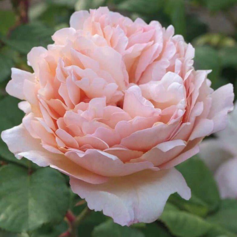 Rosa Hybrid Tea Princesse Charlene De Monaco - View 9 from www redcrocus com