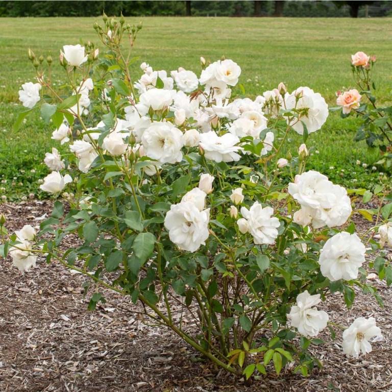 Rosa Floribunda Iceberg - View 12 from www redcrocus com