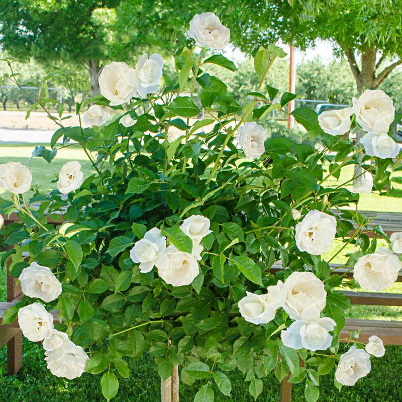 Rosa Floribunda Iceberg - View 14 from www redcrocus com