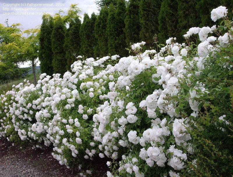 Rosa Floribunda Iceberg - View 15 from www redcrocus com
