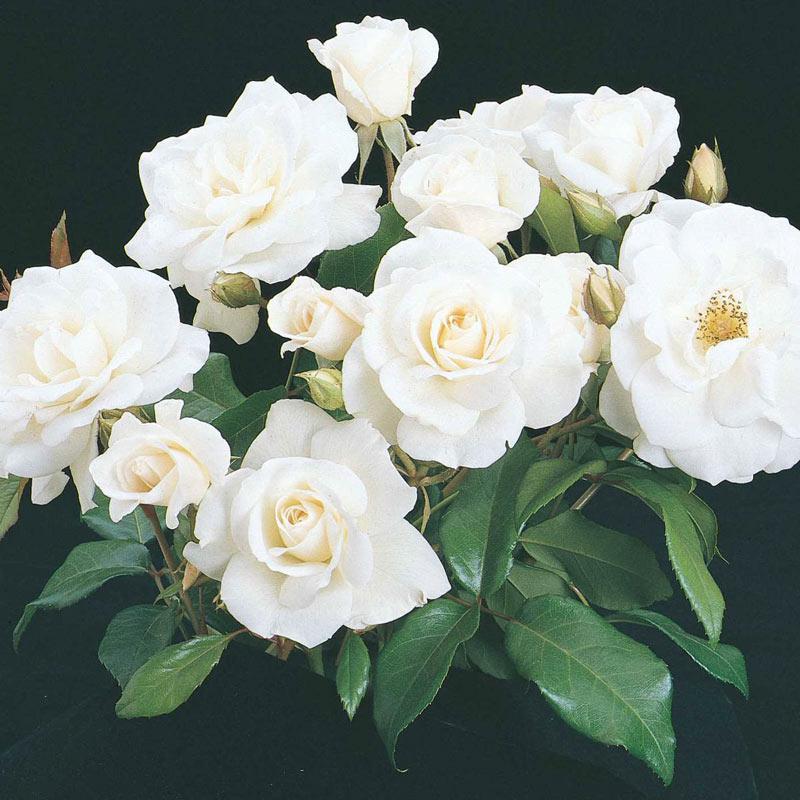 Rosa Floribunda Iceberg - View 17 from www redcrocus com