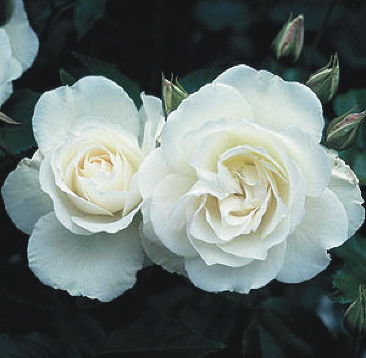 Rosa Floribunda Iceberg - View 18 from www redcrocus com
