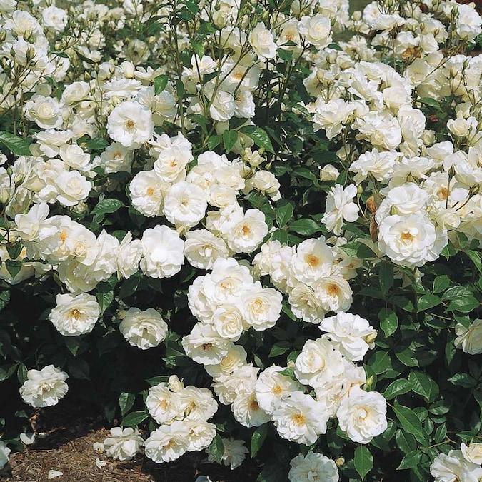 Rosa Floribunda Iceberg - View 19 from www redcrocus com