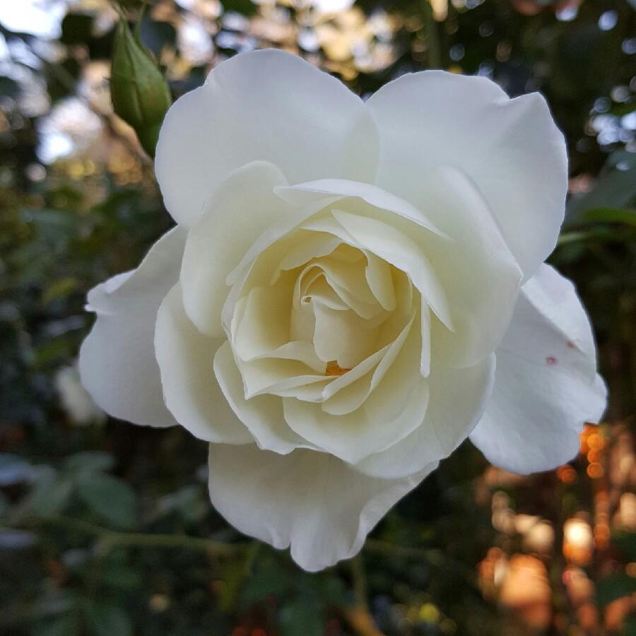 Rosa Floribunda Iceberg - View 20 from www redcrocus com