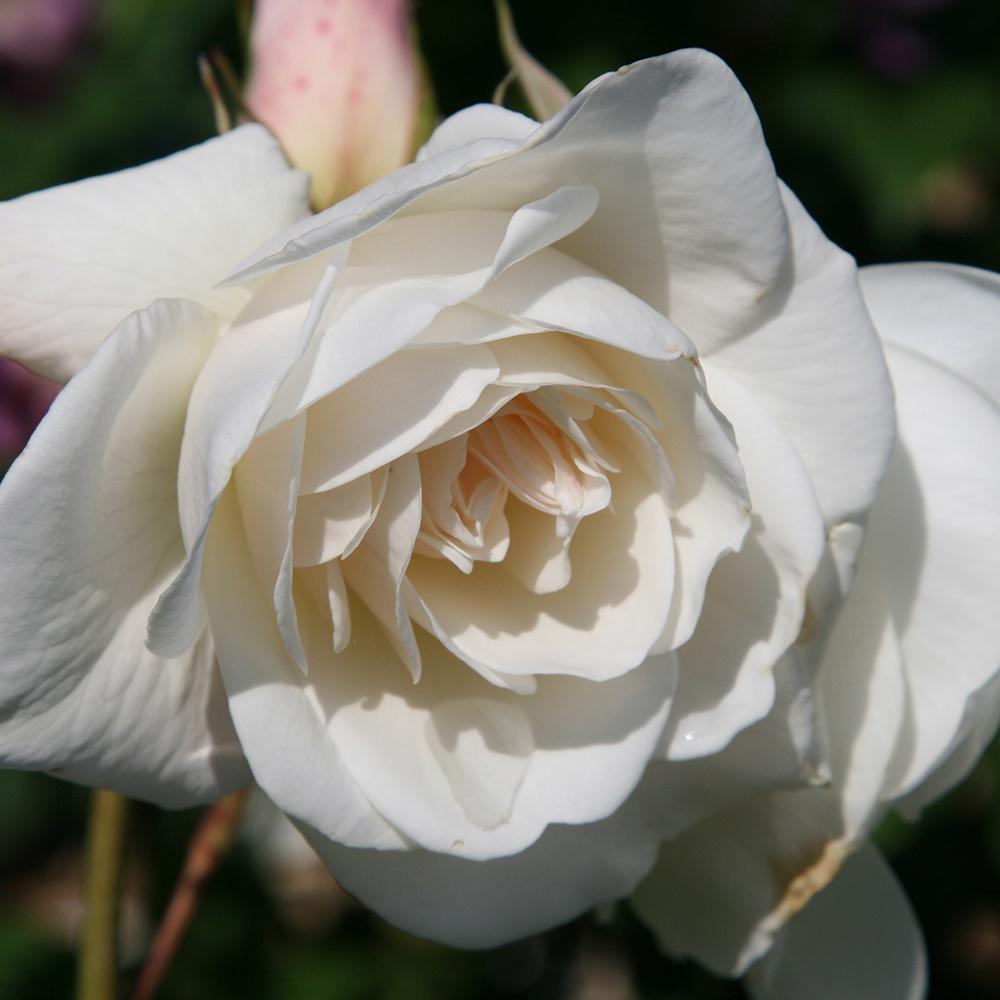 Rosa Floribunda Iceberg - View 2 from www redcrocus com