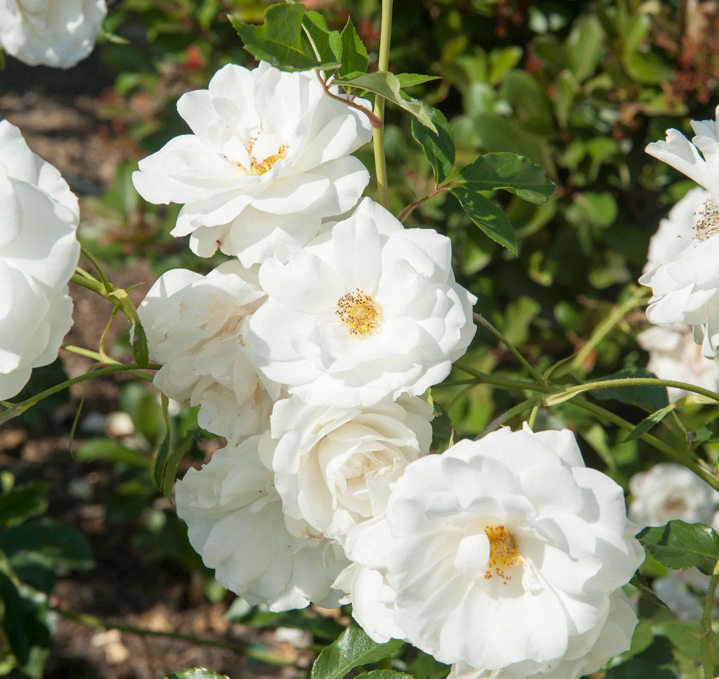 Rosa Floribunda Iceberg - View 3 from www redcrocus com