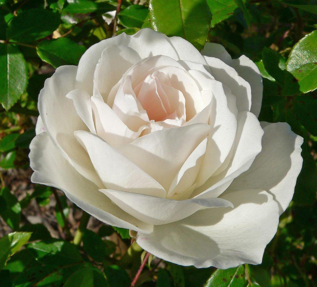 Rosa Floribunda Iceberg - View 5 from www redcrocus com