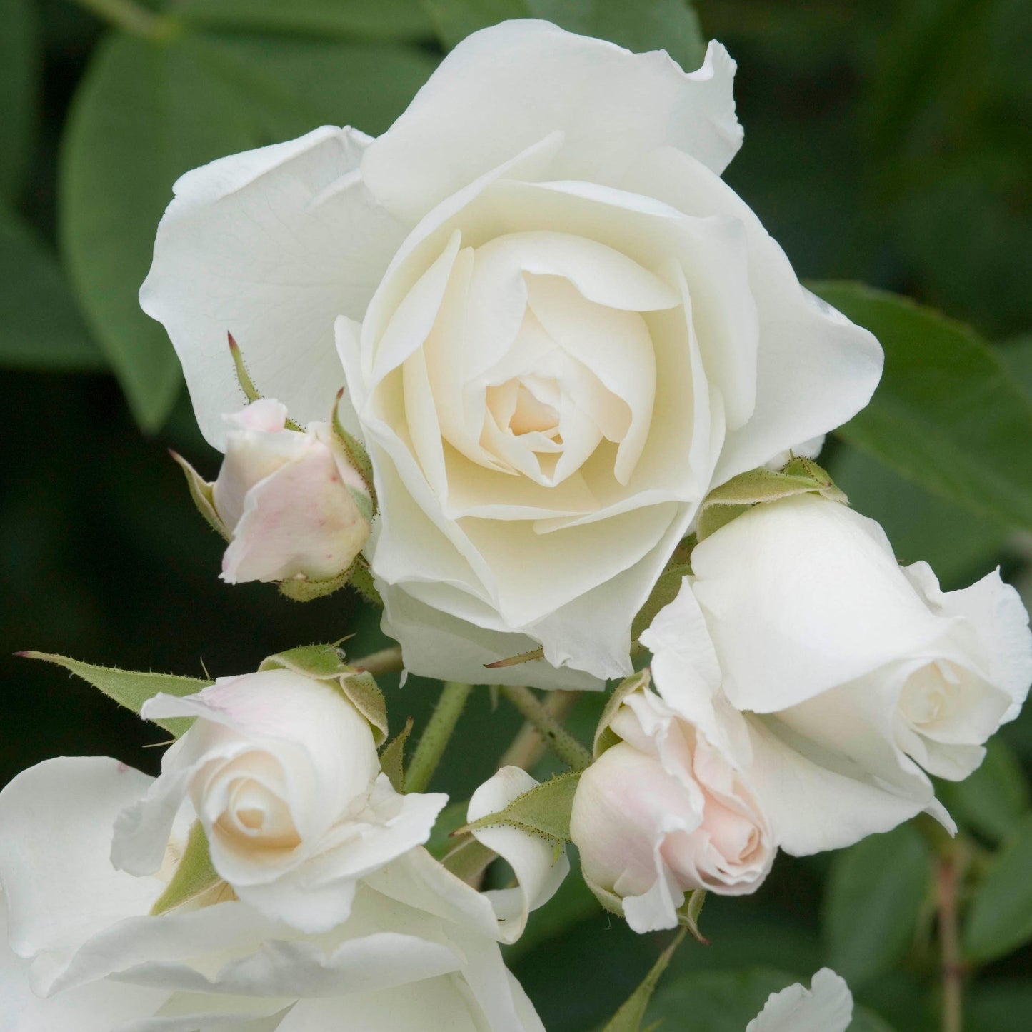 Rosa Floribunda Iceberg - View 6 from www redcrocus com