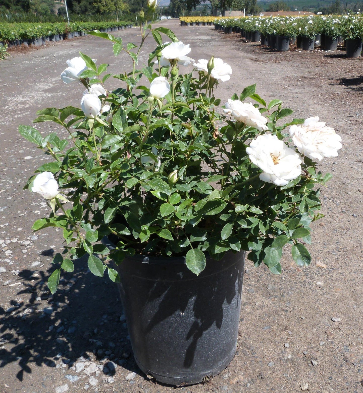 Rosa Floribunda Iceberg - View 7 from www redcrocus com