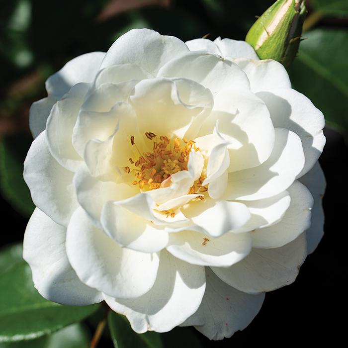Rosa Floribunda Iceberg - View 8 from www redcrocus com