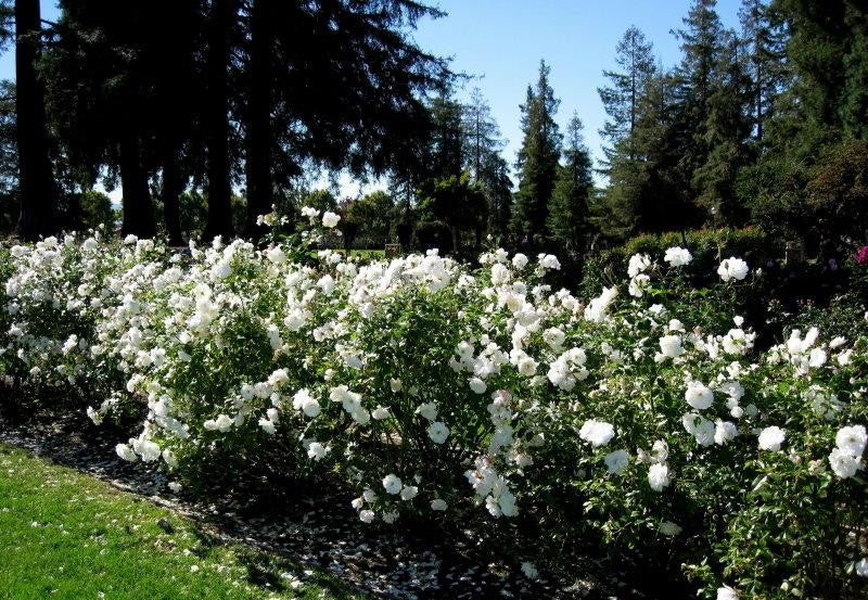 Rosa Floribunda Iceberg - View 9 from www redcrocus com
