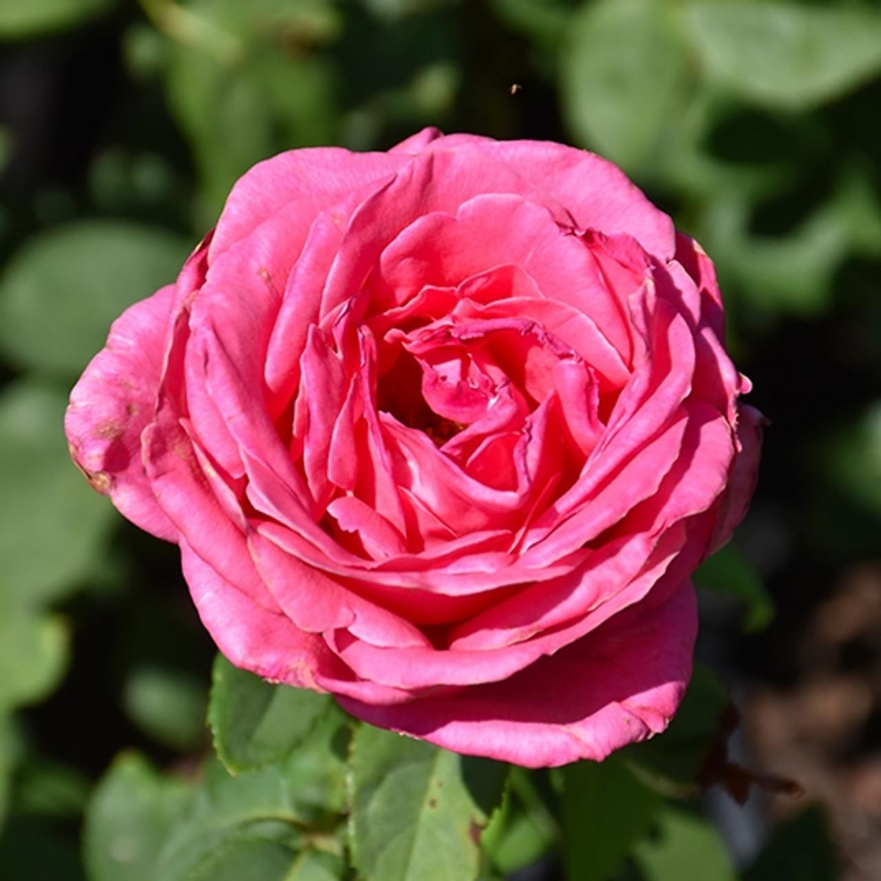 Rosa Hybrid Tea Perfume Delight - View 10 from www redcrocus com