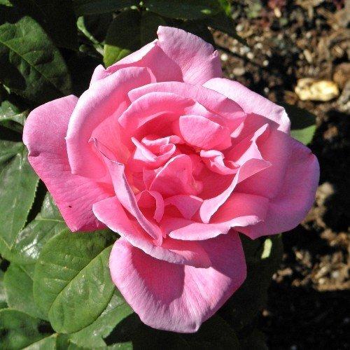 Rosa Hybrid Tea Perfume Delight - View 11 from www redcrocus com