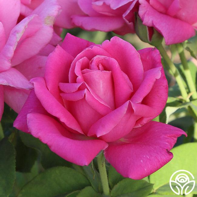 Rosa Hybrid Tea Perfume Delight - View 12 from www redcrocus com