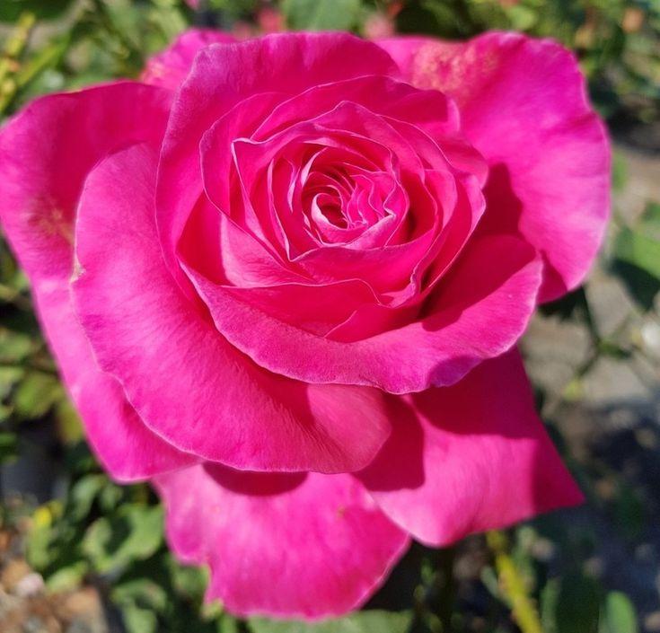 Rosa Hybrid Tea Perfume Delight - View 13 from www redcrocus com