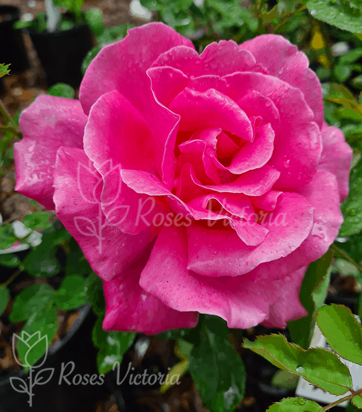Rosa Hybrid Tea Perfume Delight - View 13 from www redcrocus com