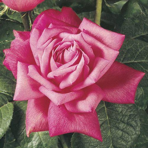 Rosa Hybrid Tea Perfume Delight - View 15 from www redcrocus com