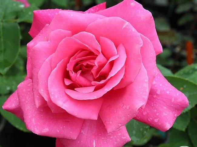 Rosa Hybrid Tea Perfume Delight - View 16 from www redcrocus com
