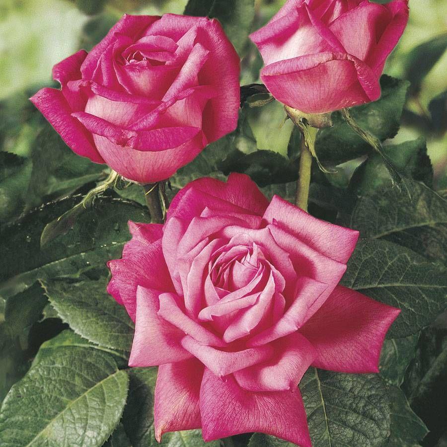 Rosa Hybrid Tea Perfume Delight - View 17 from www redcrocus com