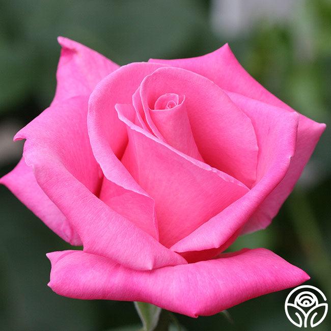 Rosa Hybrid Tea Perfume Delight - View 19 from www redcrocus com