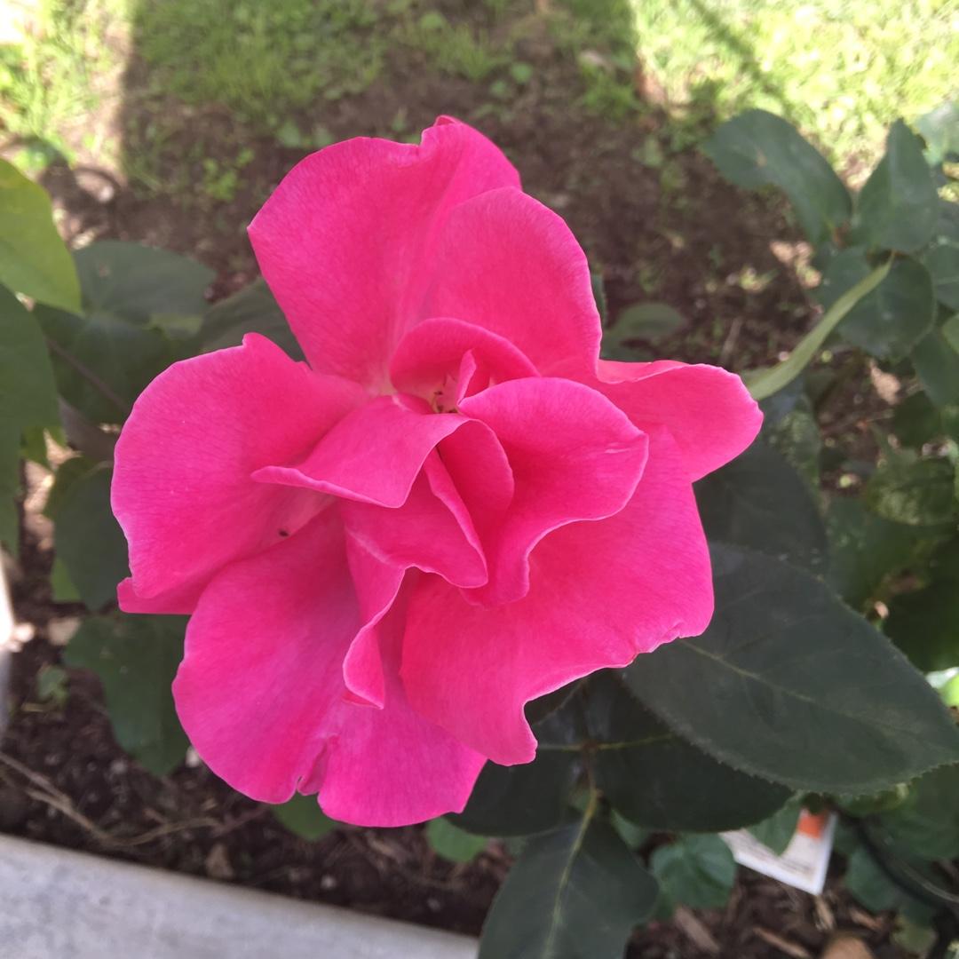 Rosa Hybrid Tea Perfume Delight - View 1 from www redcrocus com